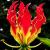 Пакет 50 шт. гирлянда пламя лилия brownii семена балкон бонсай двор растений цветы семена лилия